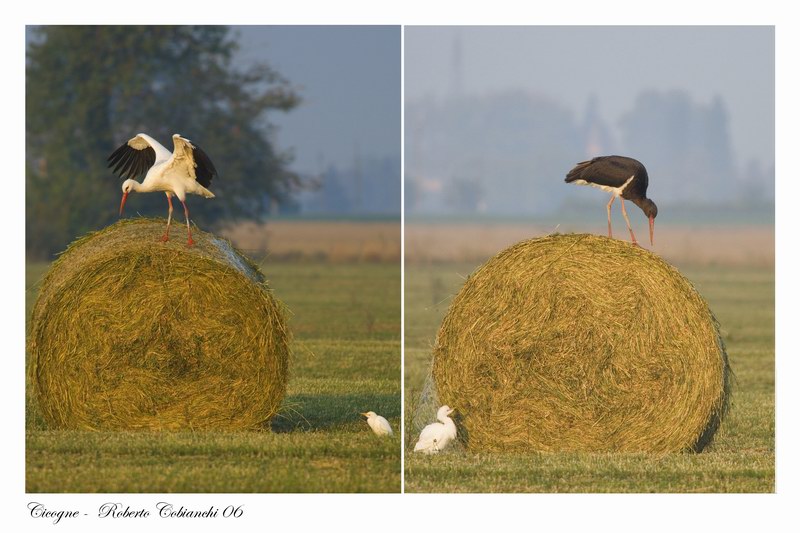 Cicogna bianca - Ciconia ciconia. Vita da ......